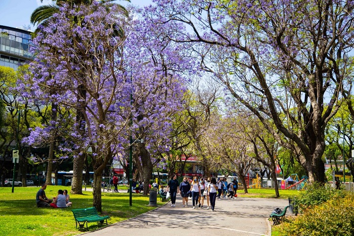 JACARANDAS